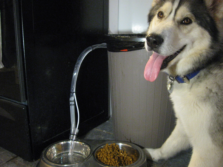 self waterer for dogs